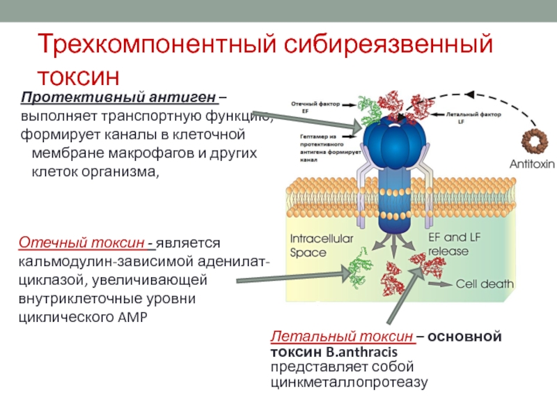 Токсин инструкция. Механизм действия сибиреязвенного токсина. Отечный Токсин механизм действия. Антигены механизм действия. Летальный Токсин механизм действия.