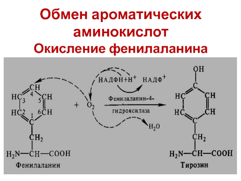 Фенилаланин биохимия. Схема метаболизма ароматических аминокислот. Схема метаболизма фенилаланина. Синтез ароматических аминокислот схема. Схема обмена ароматических аминокислот.
