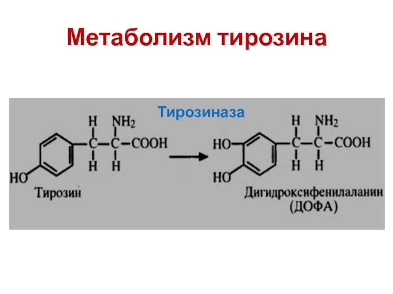 Синтез тирозина. Тирозиназа. Окисление тирозина. Метаболизм тирозина. Метаболиты триптофана.