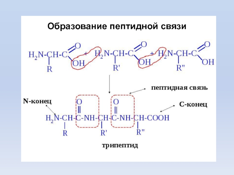 Схема образования дипептида тре фен