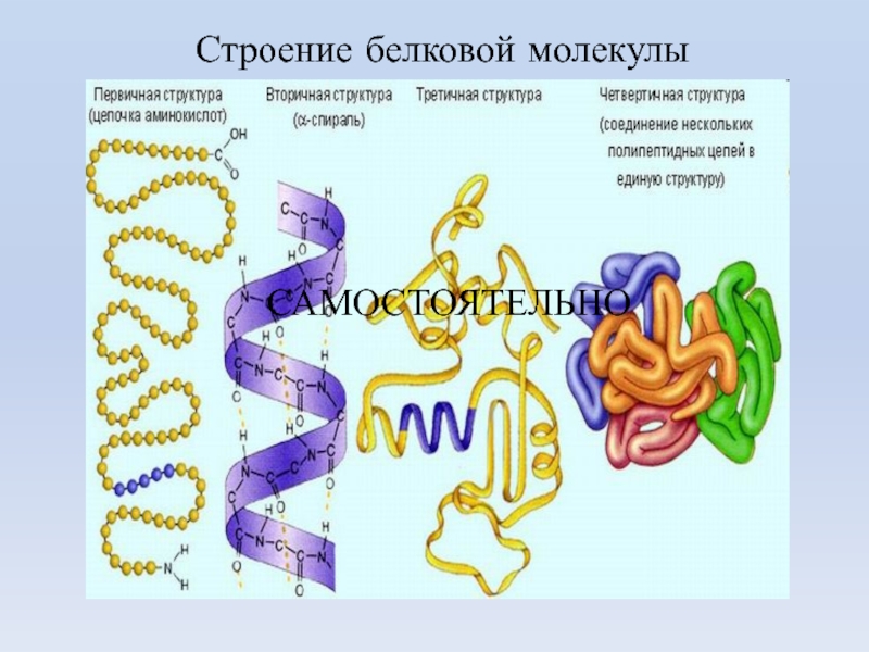 Вторичная структура белка форма. Первичная структура белковых молекул. Первичная вторичная структура белковой молекулы. Первичная структура белковой молекулы. Структуры белка первичная вторичная третичная четвертичная.
