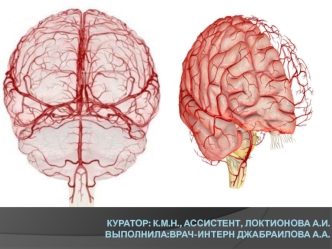 Схема строения сосудистой системы головного мозга