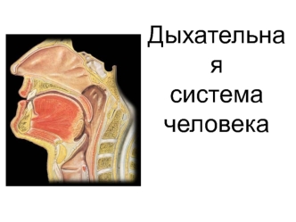 Дыхательная система человека