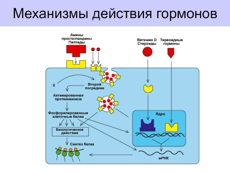 Гормон клетка. Механизмы регуляции гормонов биохимия. Прямой механизм действия гормонов биохимия. Механизмы внутриклеточной регуляции гормонов биохимия. Механизм действия гормонов биохимия схема.