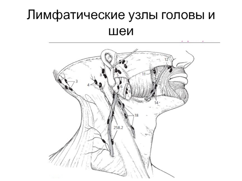 Лимфатические узлы головы и шеи схема