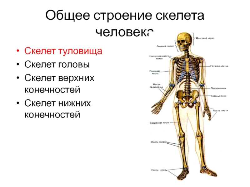 Скелет туловища конечностей. Строение скелета человека. Скелетная система человека. Скелет туловища человека анатомия. Строение скелета туловища.
