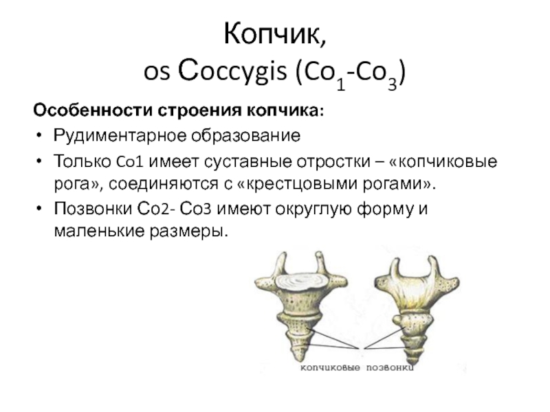 Анатомия копчика