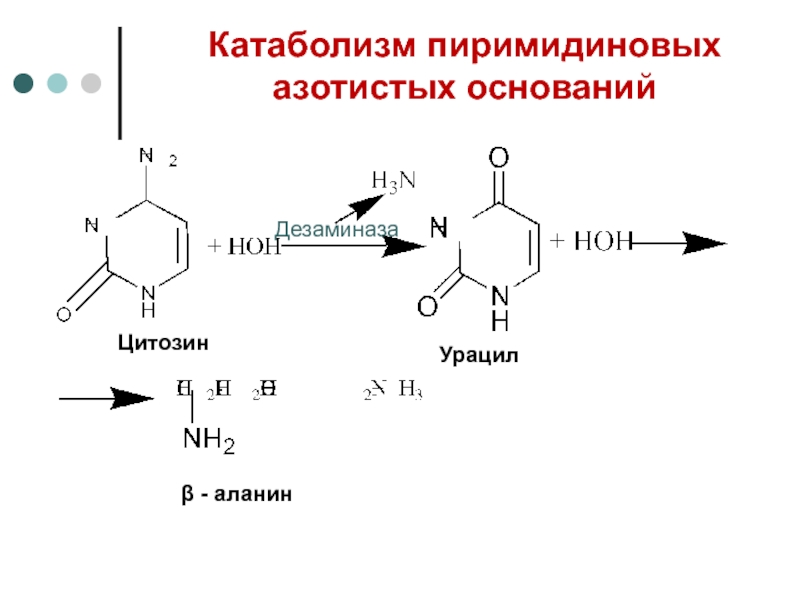 Распад пиримидиновых. Реакции синтеза пиримидиновых азотистых оснований. Катаболизм пиримидиновых оснований. Катаболизм азотистых оснований.