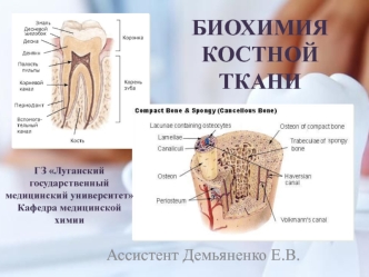 Биохимия костной ткани