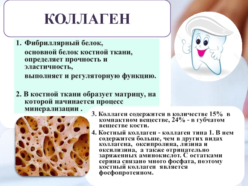 Коллаген вопросы. Коллаген костной ткани. Основной белок костной ткани. Коллагеновые белки костной ткани. Тип коллагена костной ткани.