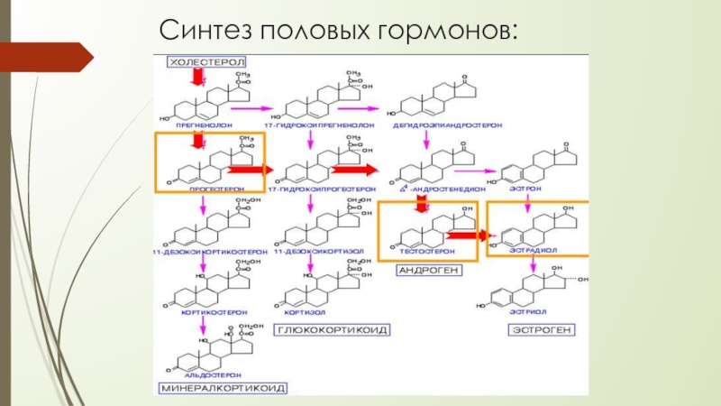 Синтез гормонов в печени. Схема синтеза стероидных гормонов биохимия. Схема синтеза стероидных гормонов. Схема стероидных гормонов. Схема синтеза половых гормонов.
