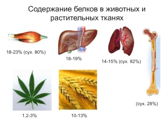 Содержание белков в животных и растительных тканях