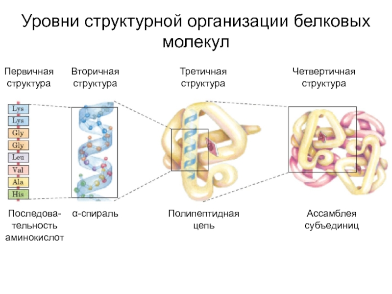 Рассмотрите схему участка первичной структуры молекулы белка какой