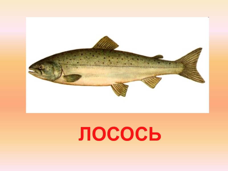 Косой 6 букв. Рыба Балтийский лосось. Лошок рыба. Балтийский лосось название рыбы. Лосось Балтийский и подвиды.