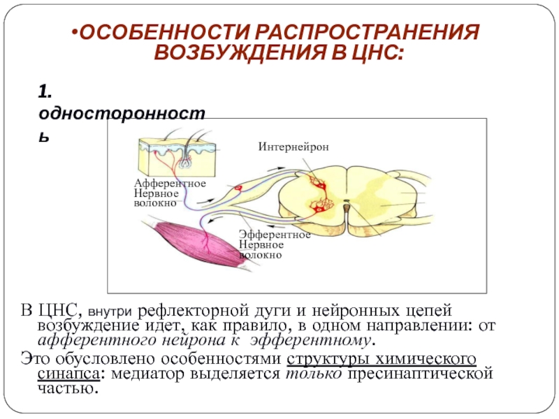 Цепи возбуждения