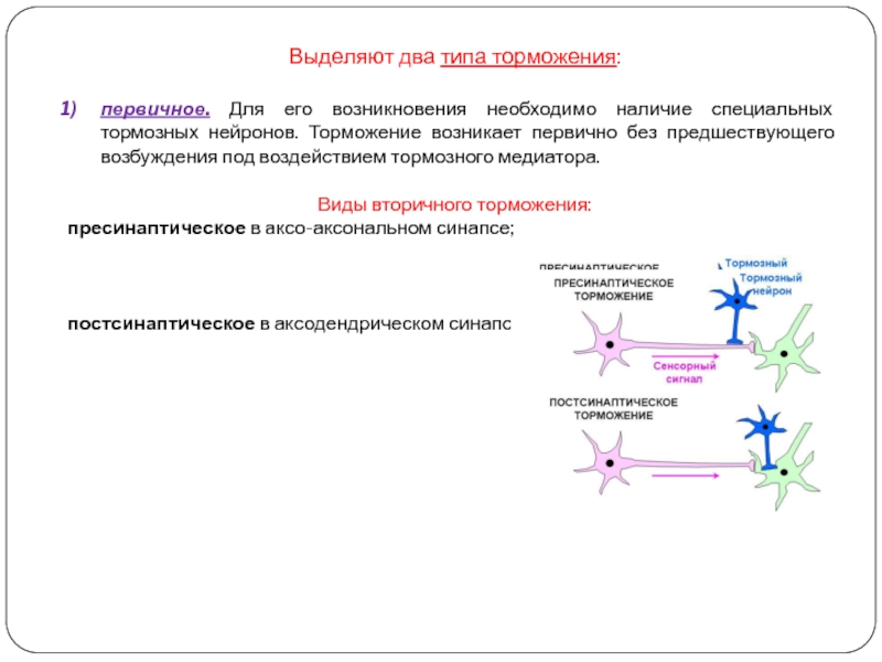 Центральное торможение физиология