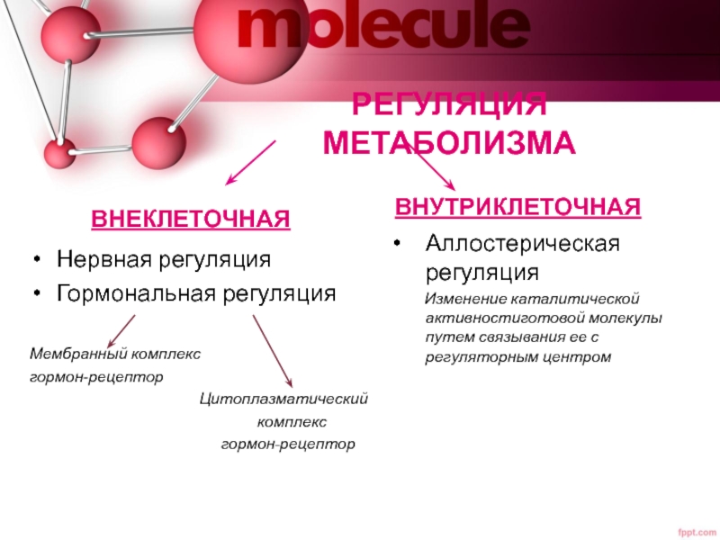 Молекулярный путь. Регуляторные гормоны. Гормоны участвующие в регуляции белкового обмена. Методы регуляции биотрансформации. Аллостерическая и гормональная регуляция.