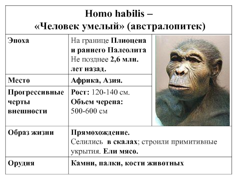 Виды homo habilis. Homo habilis характеристика таблица. Человек умелый характеристика таблица кратко. Хомо хабилис исторический Возраст. Хомо хабилис строение.