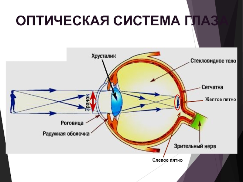 Какое образование относят к оптической системе глаза. Оптическая система глаза. Схема оптической системы глаза. Глаз как оптическая система. Упрощенная оптическая система глаза.