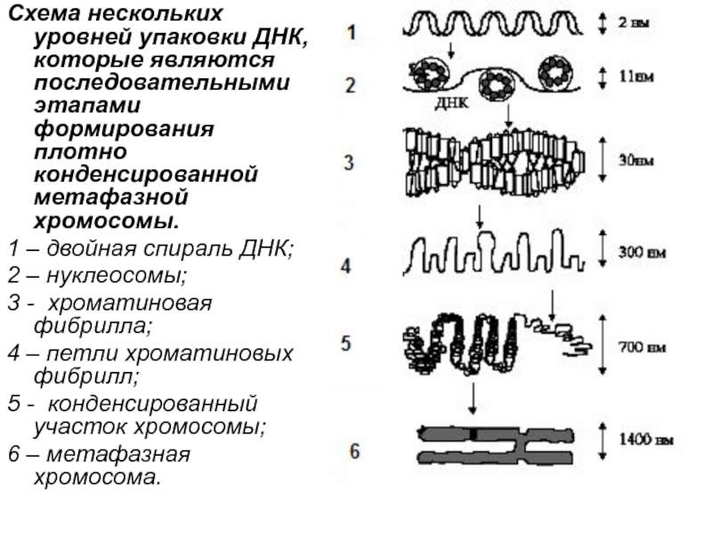 Схема упаковки днк