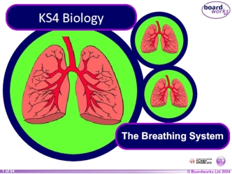 KS4 Biology. The Breathing System