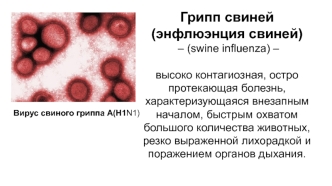 Вирус свинного гриппа