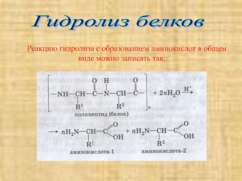 2 при гидролизе белка образуются