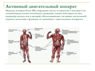 Активный двигательный аппарат