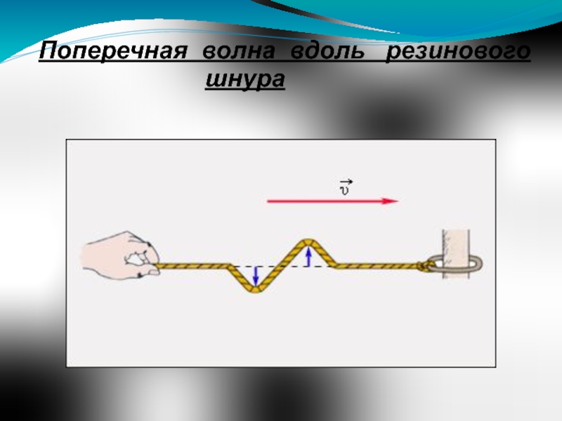 На рисунке представлена фотография шнура по которому распространяется поперечная волна