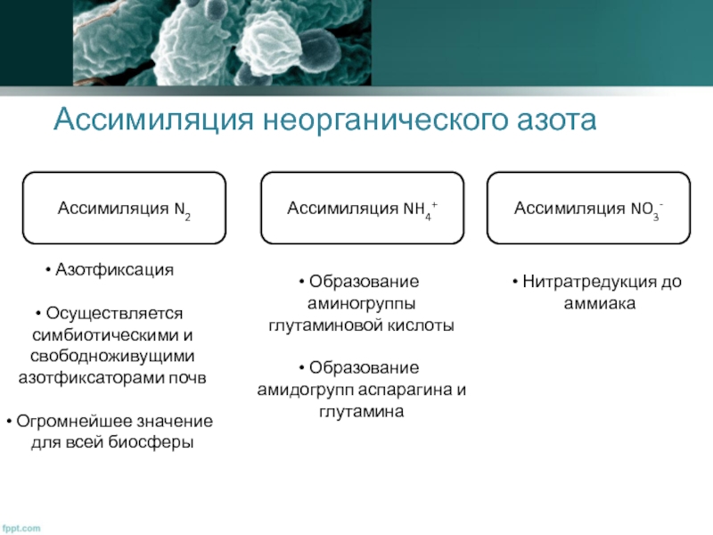 Неорганические азотные соединения