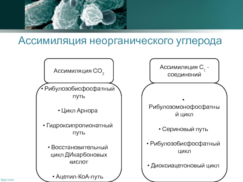 Органический и неорганический углерод