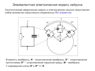 Эквивалентная электрическая модель нейрона