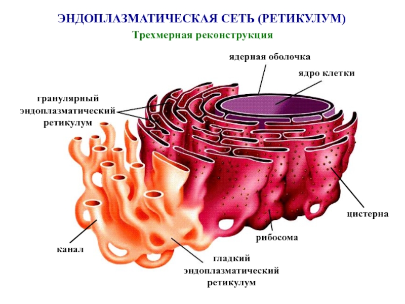 Доклад: Эндоплазматическая сеть. Ядро