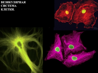 Везикулярная система клетки