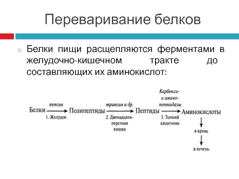 Расщепление белков до аминокислот фермент