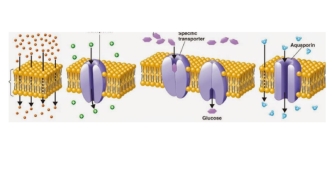 The mechanism of passive transport