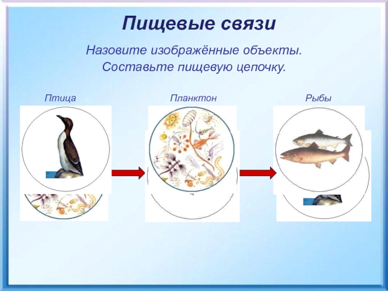 Пищевая цепочка планктон. Цепь питания планктон. Цепь питания планктон рыба. Цепь питания птиц.