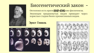 Биогенетический закон. Онтогенез