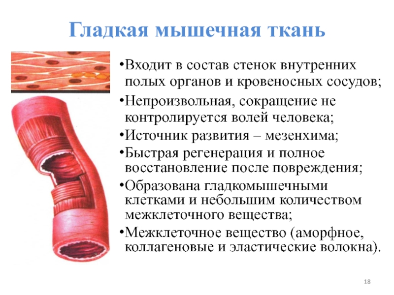 Мышцы кровеносных сосудов. . Гладкая мышечная ткань: регенерация гладкой мышечной ткани; ·. Гладкомышечная клетка сосудистой стенки.. Гладкие мышцы сосудов. Гладкая мускулатура сосудов.