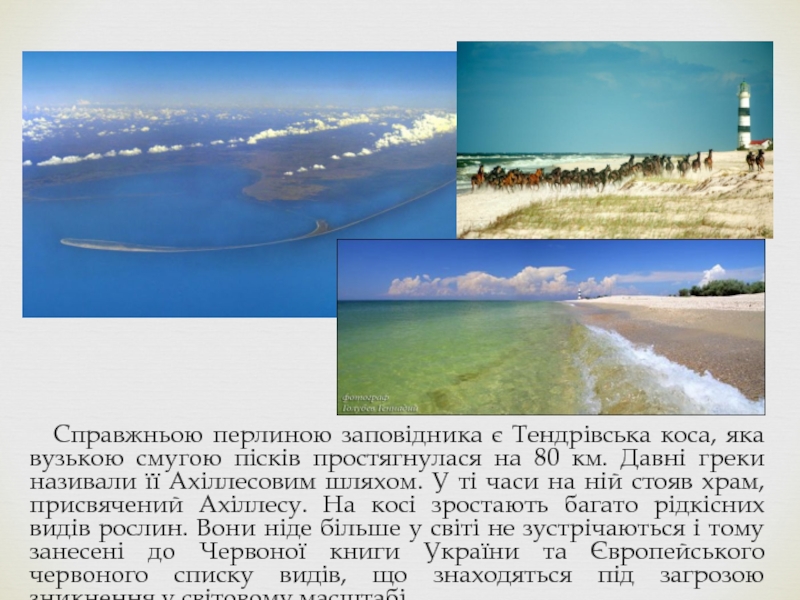 Реферат: Чорноморський біосферний заповідник