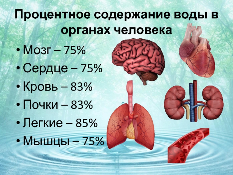 Содержание воды в органах