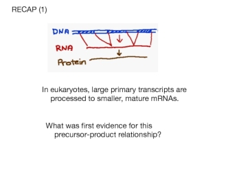 Protein splicing