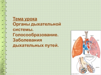 Органы дыхательной системы. Голосообразование. Заболевания дыхательных путей