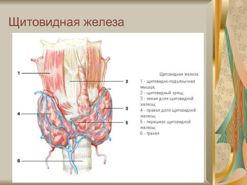 Усиление сосудистого рисунка щитовидной железы - 82 фото