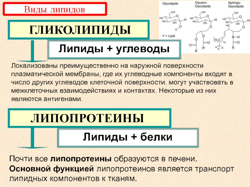 Органические вещества клетки углеводы липиды презентация 10 класс