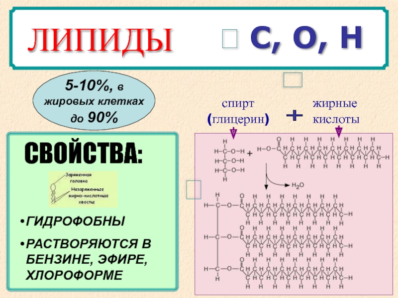 Липиды что входит. Строение липидов. Химическая структура липидов. Строение простых липидов. Структура простых липидов.