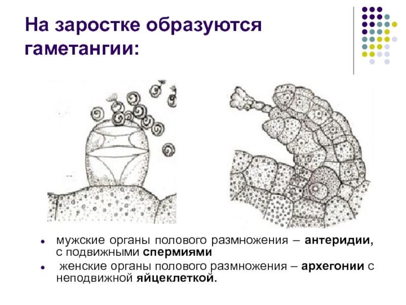 Антеридии. Гаментагия. Гаметангии высших растений. Строение антеридия. Архегонии и антеридии.