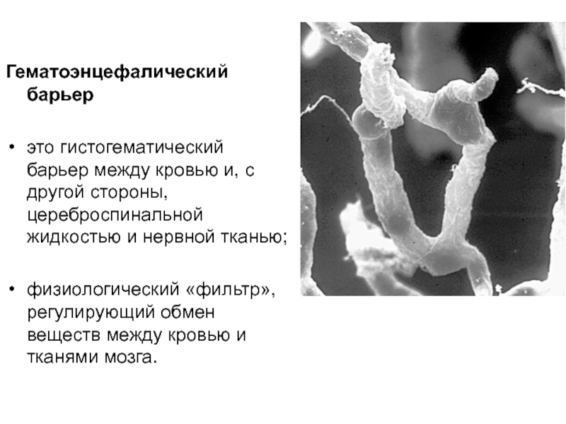 Строение гематоэнцефалического барьера схема