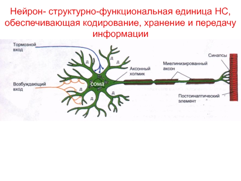 Структурно функциональная единица нервной