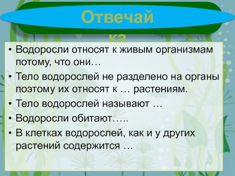 К водорослям относятся ответ